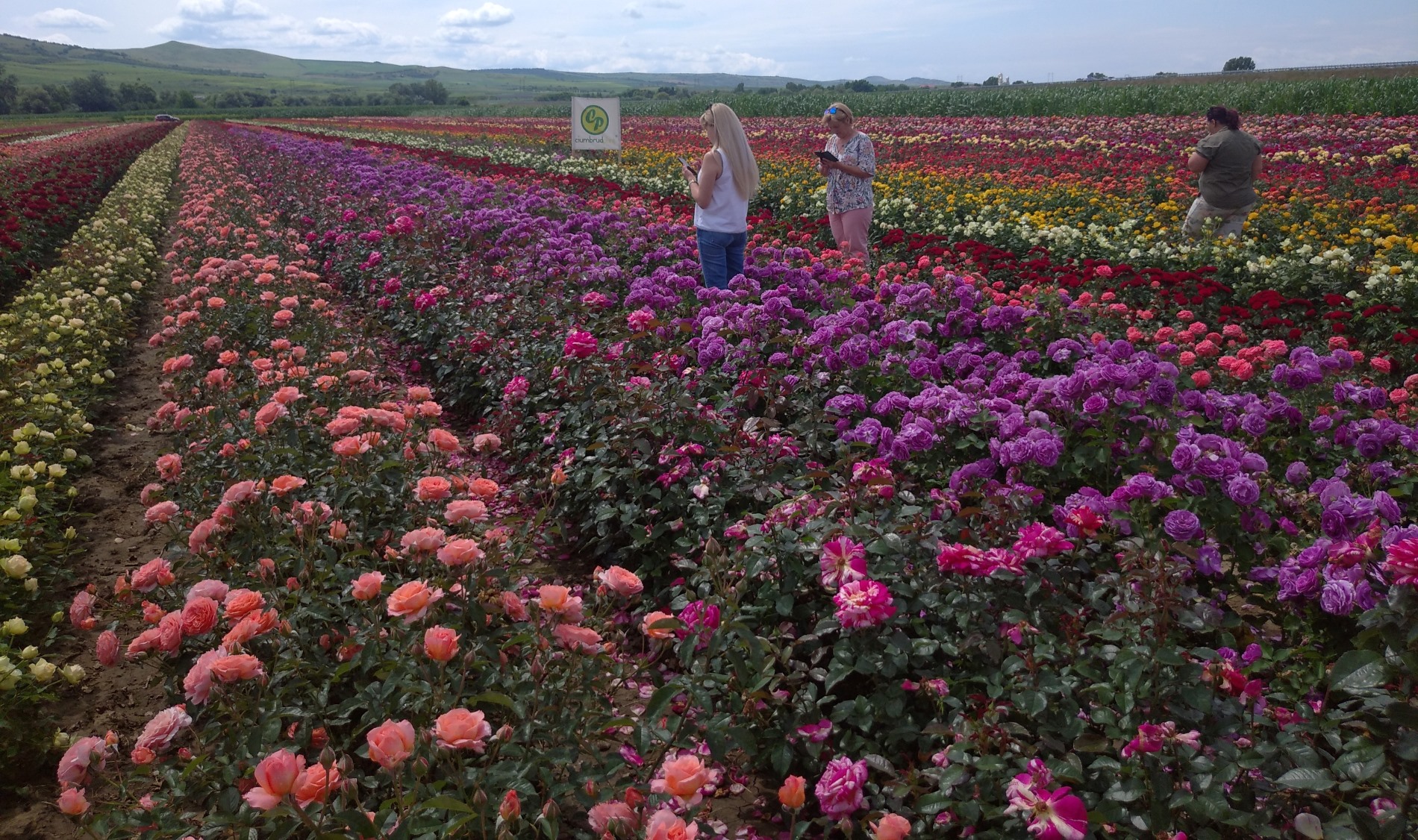 Millió, millió rózsaszál – a csombordi rózsafesztiválon