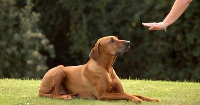 Magyar kutatócsoport: a kutyák  is képesek „mentális időutazásra”