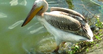 VIDEÓ - A Duna-deltába került a telekfarki pelikán