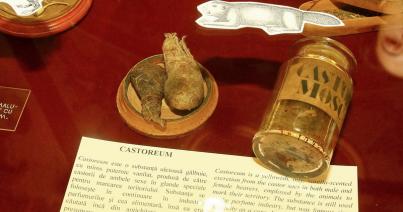 Korabeli, állati eredetű „gyógyszerek” tárlata