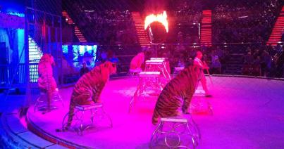 Globus cirkusz: nem lesznek többet állatok a műsorban