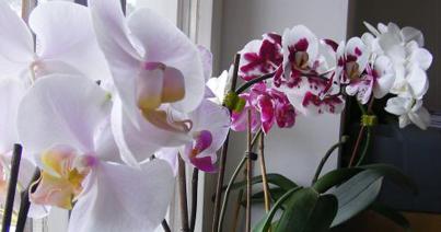 Tavaszi orchideakiállítás Vajdahunyad várában