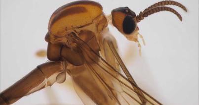 BBTE-s kutató új szúnyog-­ fajok felfedezésében