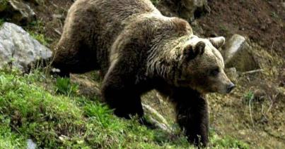 Két fiatal pásztort sebesített meg medve Csíkszereda határában
