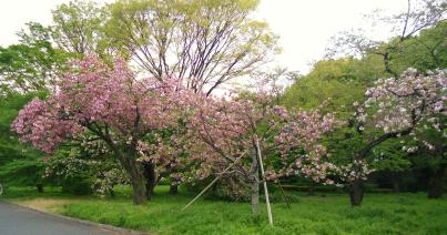 Japán cseresznyevirágzás idején