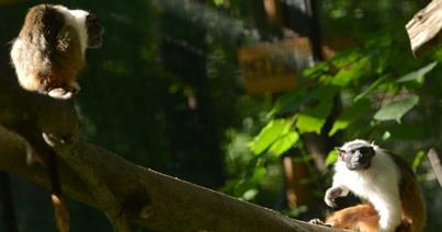 Párt kapott a csupaszpofájú tamarin a Szegedi Vadasparkban