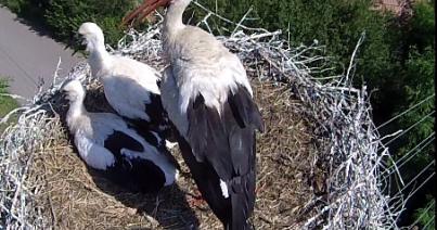 Fehér gólyákat gyűrűznek Kolozs megyében