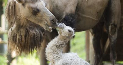 Kétpúpú tevekanca született a Nyíregyházi Állatparkban