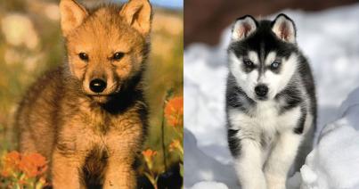 Egyetlen farkaspopulációra vezethetőek vissza a mai kutyafajták