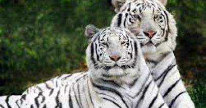 Két fiatal fehér tigris mart halálra egy gondozót egy dél-indiai vadasparkban