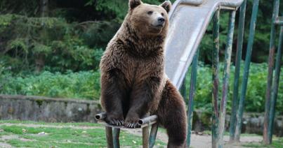 A „sétáló medvék” kilövésére kérnek engedélyt a Brassó megyei erdészek