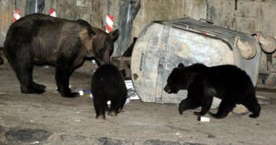 Medvék és vaddisznók kerestek maguknak élelmet Brassóban. Mit tettek a csendőrök?