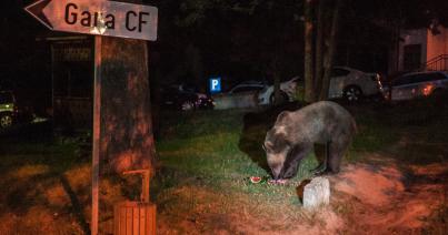 Szirénákkal üldözték el a csendőrök a medvéket Buşteni-ben