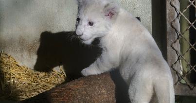 Amali, a kis fehér oroszlán – egyben vadasparki sztár?