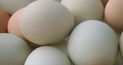 Mennyivel nőtt a tojás ára novemberben?