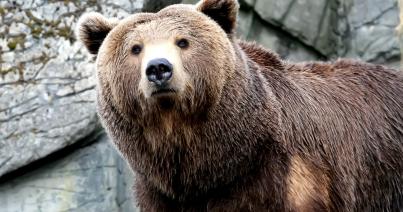 Nem alussza téli álmát a medve – Hargita megyében ismét emberre támadt