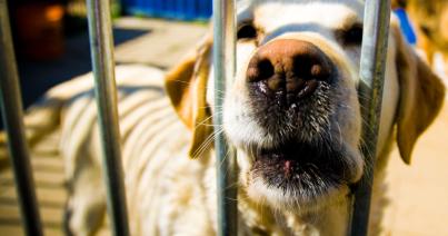Kóbor kutyákról gondoskodnak a fogva tartottak egy szerbiai börtönben