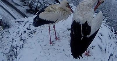 Próbára teszi a korán érkezett gólyákat a télies időjárás
