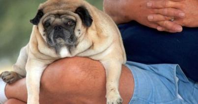 ELTE-kutatók: az elhízott kutyák viselkedése hasonlóságot mutat a túlsúlyos emberek egyes személyiségjegyeivel