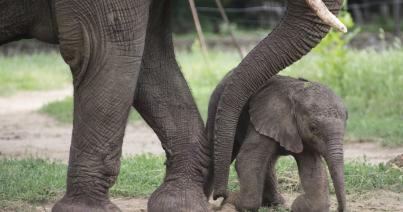 Újabb afrikai elefánt született a Nyíregyházi Állatparkban