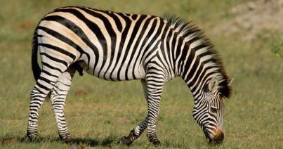 ELTE-s kutatók terepkísérlettel cáfolták a zebracsíkok régóta feltételezett hűtő hatását