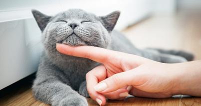 A macskák és gazdijuk közötti kommunikációt vizsgálták kutatók