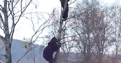 Fára másztak a medve elől