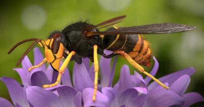 Habár egyformán hasznosak, a darazsakat sokan utálják, de szeretik a méheket