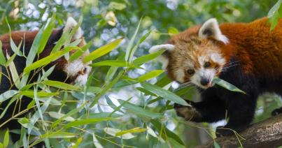 Vörös panda érkezett a Szegedi Vadasparkba