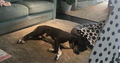 Kóbor kutyáknak ad téli menedéket egy olaszországi IKEA