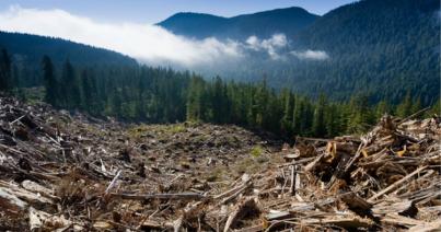 Romsilva: az év eleje óta több mint 20 ezer köbméter fát vágtak ki illegálisan