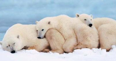 Szükségállapot jegesmedve-invázió miatt Oroszországban