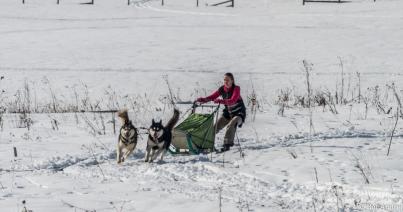 FOTÓ- és VIDEÓRIPORT - Nemzetközi kutyaszánhúzó verseny Borszéken