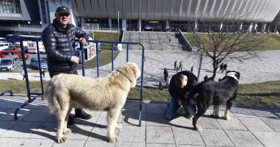 Az év legrangosabb kutyakiállítása és versenye zajlik Kolozsváron
