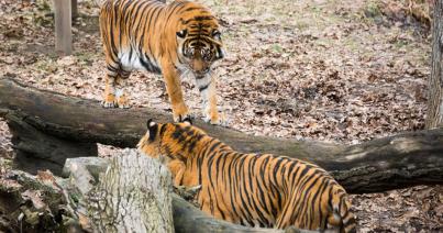 Nőstény szumátrai tigris érkezett a Nyíregyházi Állatparkba