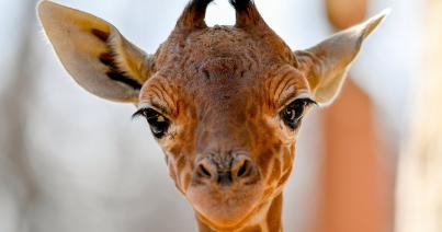 Zsiráf született a debreceni állatkertben
