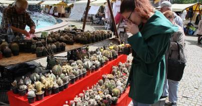 Kaktuszgyűjtők paradicsoma a Bocskai téren