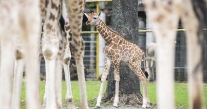 Zsiráfborjú született a Nyíregyházi Állatparkban