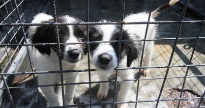 Egyre romlik az elhagyott kutyusok helyzete Kolozsváron (VIDEÓ- és FOTÓRIPORT)