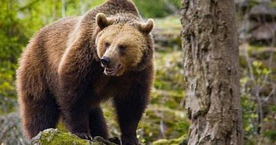 Sátorozó kanadai turistára támadt egy medve Azugán