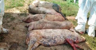Újabb 13 ezer állatot ölnek le a sertéspestis terjedésének megelőzése érdekében