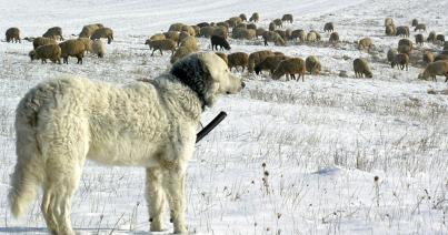 Néhány tudnivaló a nagy testű pásztorkutyákról
