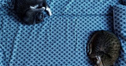 Macskaságok – az érdekesebb együttlétért