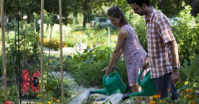 Amikor kinő a zöld a tetőn: közösségi kertek Kolozsváron