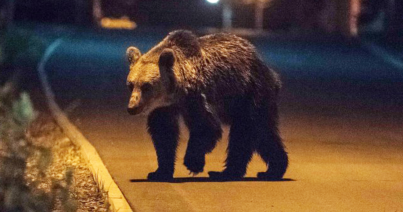 Újabb medve jelenlétére figyelmeztették a lakosságot Aranyosgyéresen