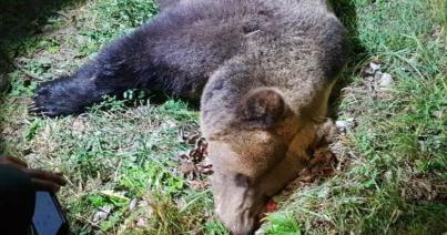 Kilőttek egy medvét Csíkszeredában
