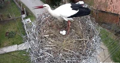 Már három tojást rejt a magyarfenesi gólyafészek
