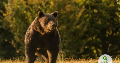 Törvénytelenül lőtték ki Arthurt, az EU vélhetően legnagyobb barnamedvéjét Székelyföldön