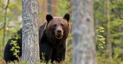 A medvepopuláció tudományos felmérését és a kilövési kvóta szabályozását kéri a Vadászegyesületek Szövetsége