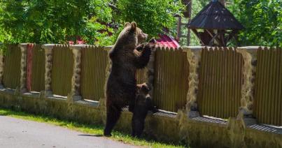 Tánczos Barna: Tusnádfürdőn naponta okoznak károkat a medvék